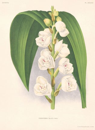 Item nr. 151021 Persisteria Elata. Lindenia iconographie des Orchidees. Jean Jules Linden