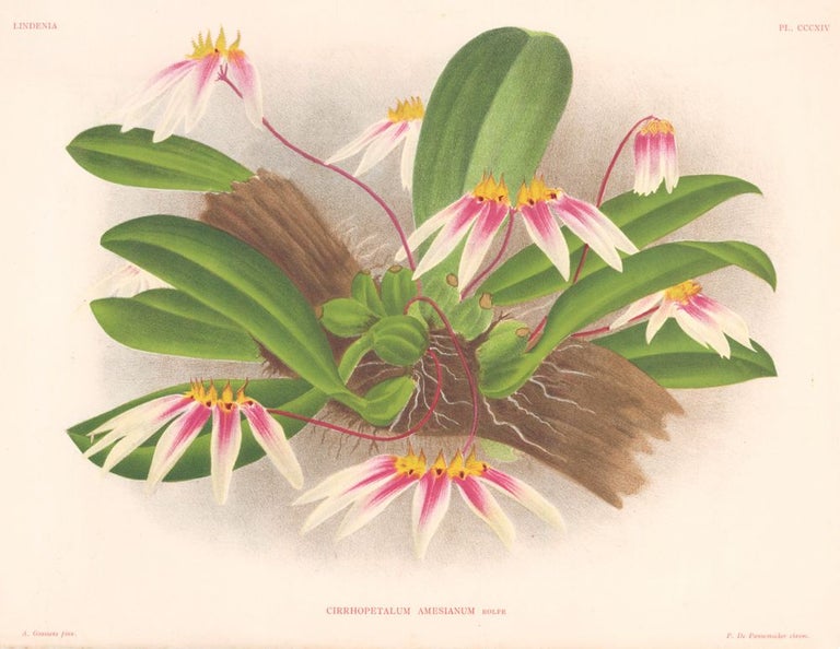 Item nr. 151025 Cirrhopetalum Amesianum. Lindenia iconographie des Orchidees. Jean Jules Linden.
