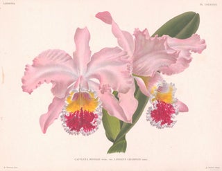 Item nr. 151026 Cattleya Mossiae. Lindenia Iconographie des Orchidees. Jean Jules Linden