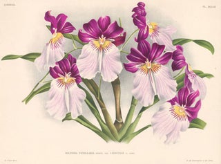 Item nr. 151028 Miltonia Vexillaria. Lindenia iconographie des Orchidees. Jean Jules Linden