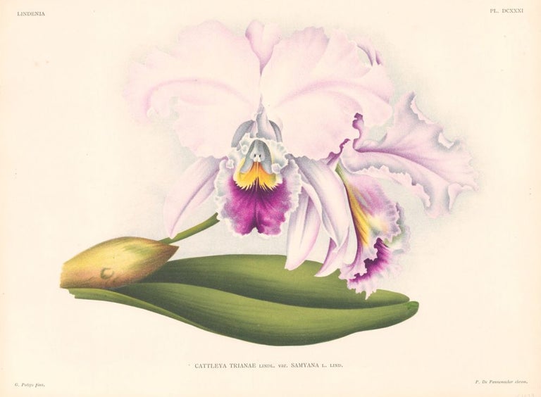 Item nr. 151029 Cattleya Trianae. Lindenia iconographie des Orchidees. Jean Jules Linden.