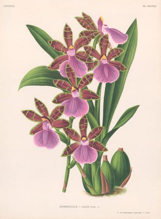 Item nr. 151030 Zygopetalum. Lindenia iconographie des Orchidees. Jean Jules Linden