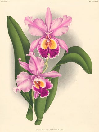 Item nr. 151031 Cattleya, PL. DCCXXV. Lindenia iconographie des Orchidees. Jean Jules Linden