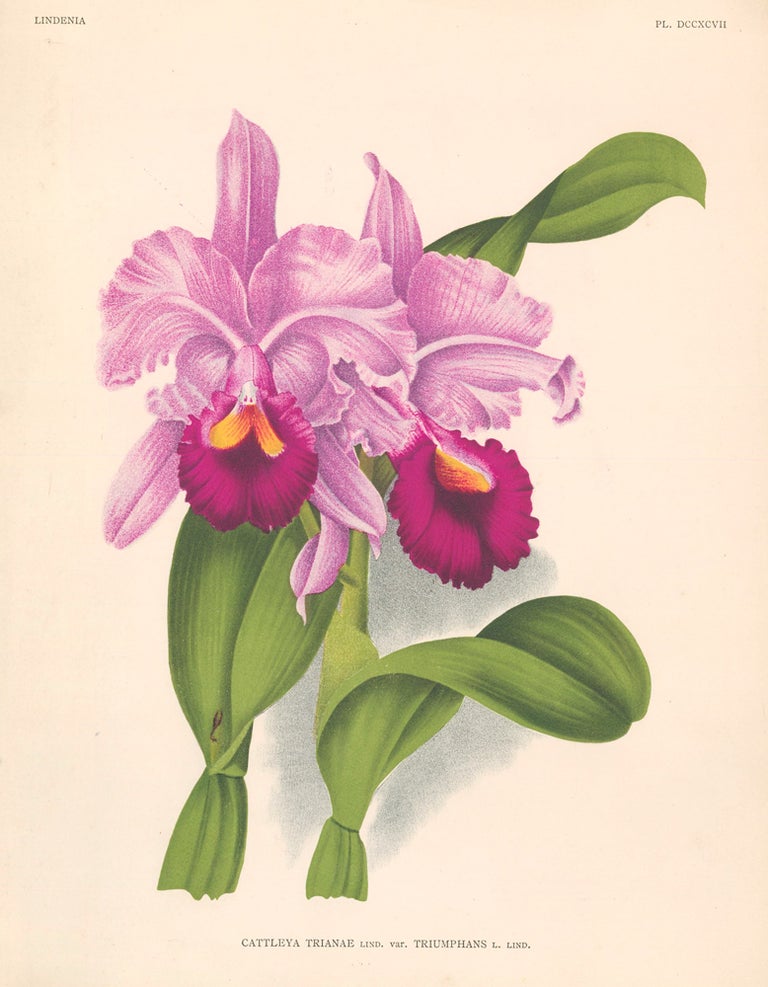 Item nr. 151032 Cattleya Trianae. Lindenia Iconographie des Orchidees. Jean Jules Linden.