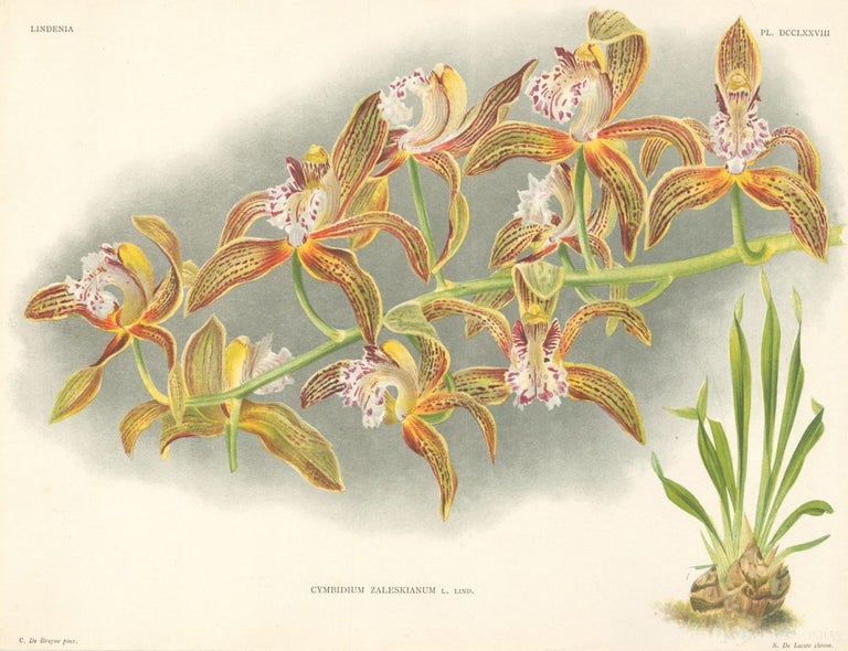 Item nr. 151033 Cymbidium Zaleskianum. Lindenia iconographie des Orchidees. Jean Jules Linden.