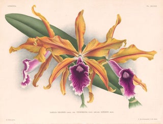 Item nr. 151034 Laelia Grandis. Lindenia iconographie des Orchidees. Jean Jules Linden