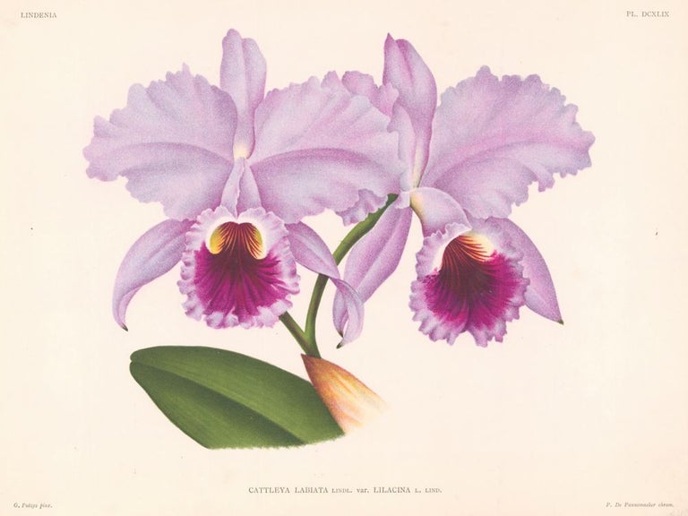 Item nr. 151035 Cattleya Labiata. Lindenia Iconographie des Orchidees. Jean Jules Linden.