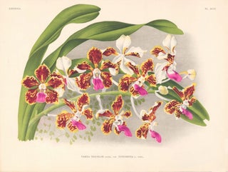 Item nr. 151036 Vanda Tricolor. Lindenia iconographie des Orchidees. Jean Jules Linden