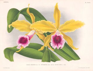 Item nr. 151037 Laelia Grandis. Lindenia iconographie des Orchidees. Jean Jules Linden
