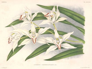 Item nr. 151038 Cymbidium. Lindenia iconographie des Orchidees. Jean Jules Linden