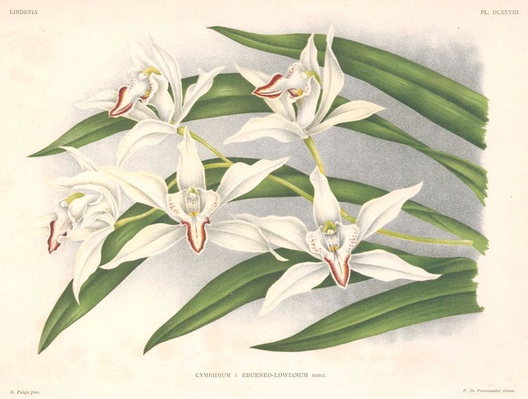 Item nr. 151038 Cymbidium. Lindenia iconographie des Orchidees. Jean Jules Linden.