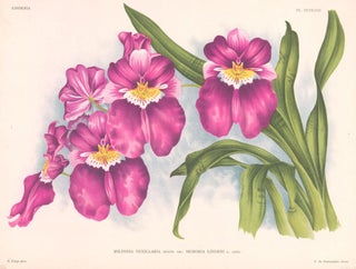 Item nr. 151040 Laeliocattleya. Lindenia Iconographie des Orchidees. Jean Jules Linden
