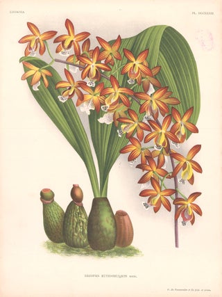 Item nr. 151041 Eriopsis Rutidobulbon. Lindenia iconographie des Orchidees. Jean Jules Linden