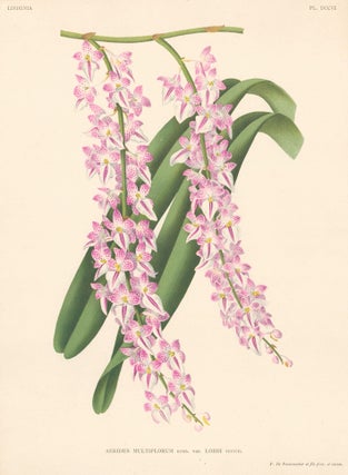 Item nr. 151042 Miltonia Vexillaria. Lindenia Iconographie des Orchidees. Jean Jules Linden