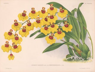 Item nr. 151043 Oncidium Varicosum. Lindenia Iconographie des Orchidees. Jean Jules Linden