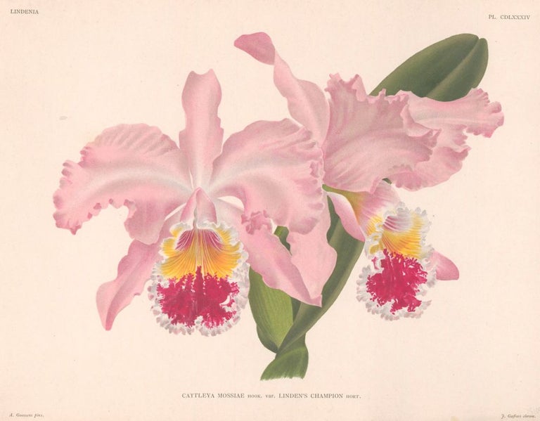 Item nr. 151044 Cattleya Mossiae. Lindenia iconographie des Orchidees. Jean Jules Linden.