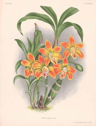 Item nr. 151045 Chysis Laevis. Lindenia iconographie des Orchidees. Jean Jules Linden