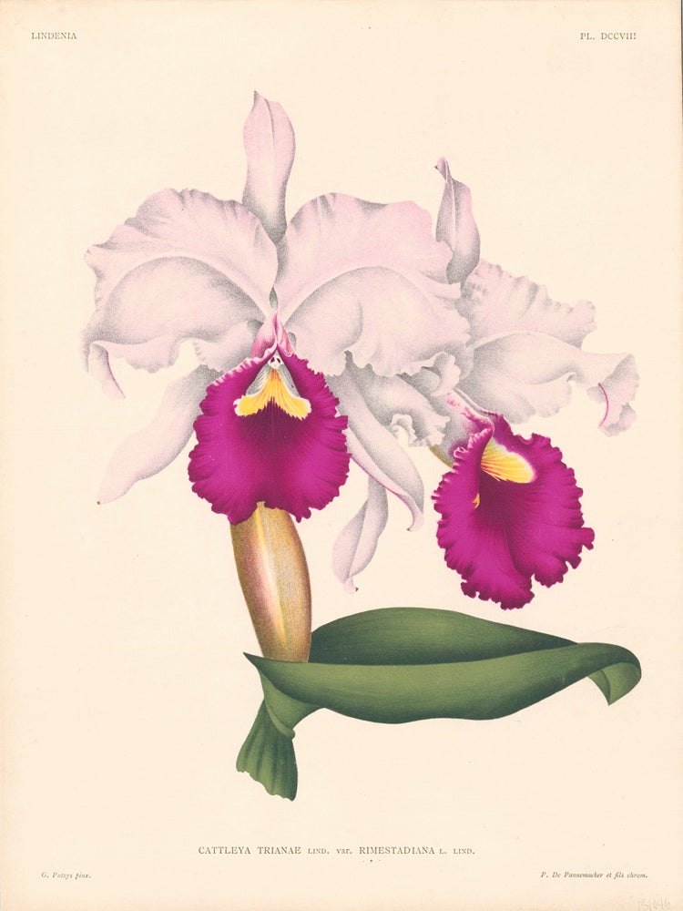 Item nr. 151046 Cattleya Trianae. Lindenia iconographie des Orchidees. Jean Jules Linden.