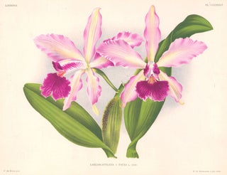 Item nr. 151049 Laeliocattleya. Lindenia iconographie des Orchidees. Jean Jules Linden