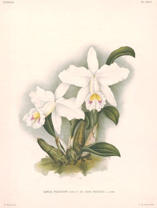 Item nr. 151050 Laelia Praestans. Lindenia iconographie des Orchidees. Jean Jules Linden