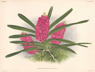 Item nr. 151051 Saccolabium Ampullaceum. Lindenia iconographie des Orchidees. Jean Jules Linden