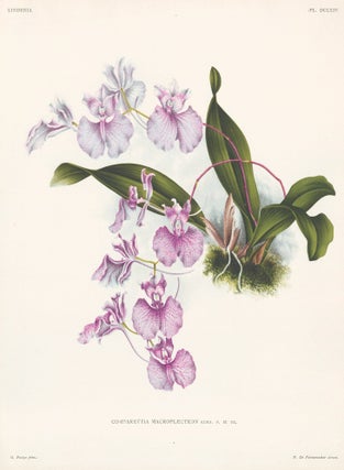 Item nr. 151054 Comparettia Macroplectron. Lindenia iconographie des Orchidees. Jean Jules Linden