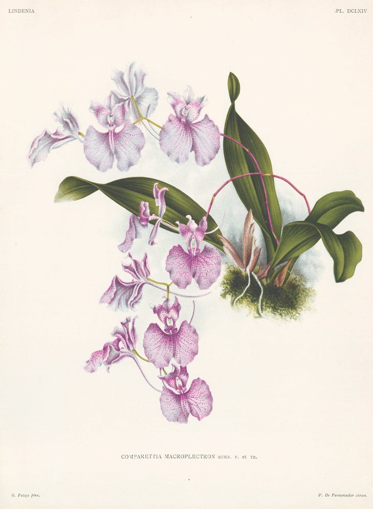 Item nr. 151054 Comparettia Macroplectron. Lindenia iconographie des Orchidees. Jean Jules Linden.