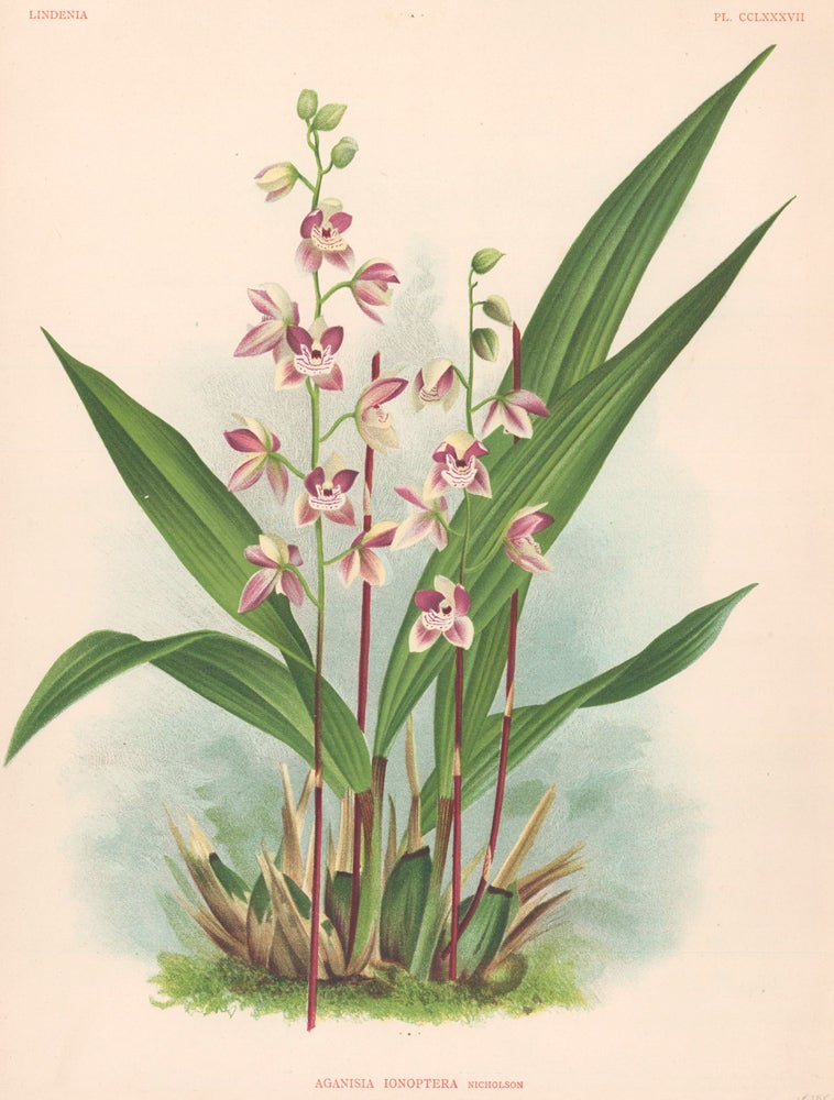 Item nr. 151055 Aganisia Ionoptera. Lindenia iconographie des Orchidees. Jean Jules Linden.