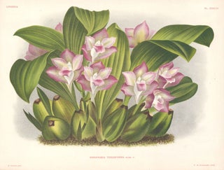 Item nr. 151057 Bifrenaria Tyrianthina. Lindenia iconographie des Orchidees. Jean Jules Linden