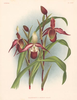 Item nr. 151058 Selenipedium. Lindenia Iconographie des Orchidees. Jean Jules Linden