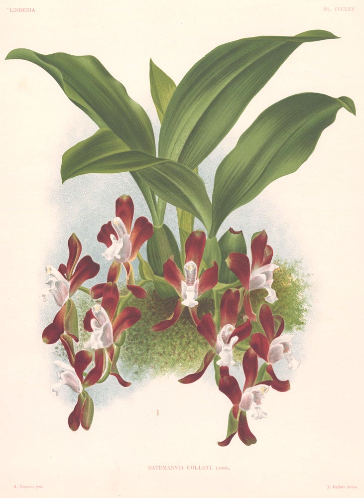 Item nr. 151059 Batemannia Colleyi. Lindenia iconographie des Orchidees. Jean Jules Linden.
