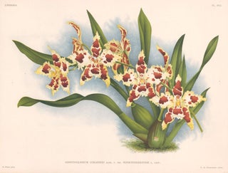 Item nr. 151060 Odontoglossum Coradinei. Lindenia iconographie des Orchidees. Jean Jules Linden