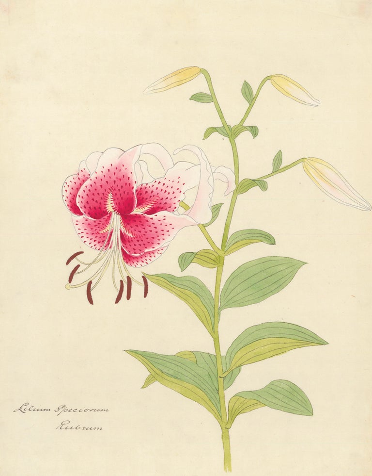 Item nr. 151065 Lilium speciosum rubrum. Watercolor.