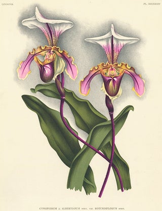 Item nr. 151070 Cypripedium. Lindenia iconographie des Orchidees. Jean Jules Linden