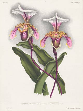 Cypripedium. Lindenia iconographie des Orchidees.