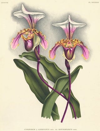 Cypripedium. Lindenia iconographie des Orchidees.