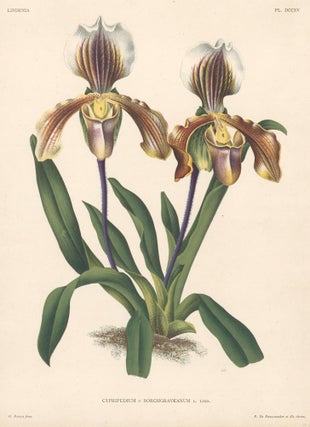 Item nr. 151071 Cypripedium. Lindenia iconographie des Orchidees. Jean Jules Linden