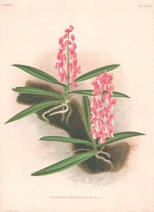 Item nr. 151074 Saccolabium Hendersonianum. Lindenia iconographie des Orchidees. Jean Jules Linden