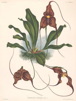 Item nr. 151075 Masdevallia Chimaera. Lindenia iconographie des Orchidees. Jean Jules Linden