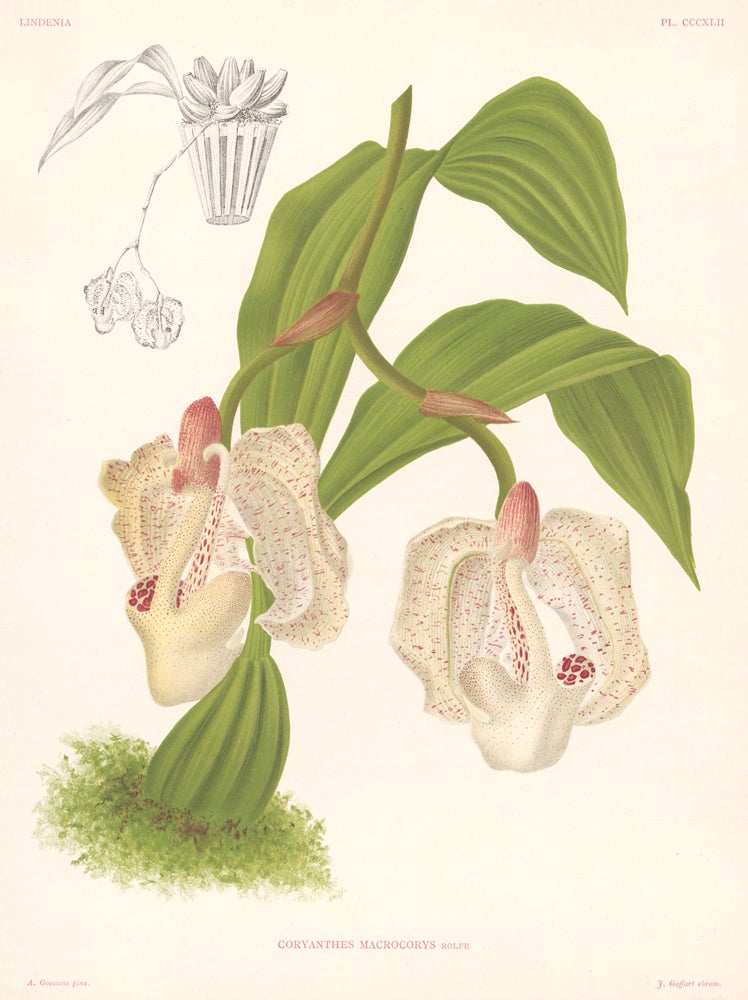 Item nr. 151076 Coryanthes Macrocorys. Lindenia iconographie des Orchidees. Jean Jules Linden.