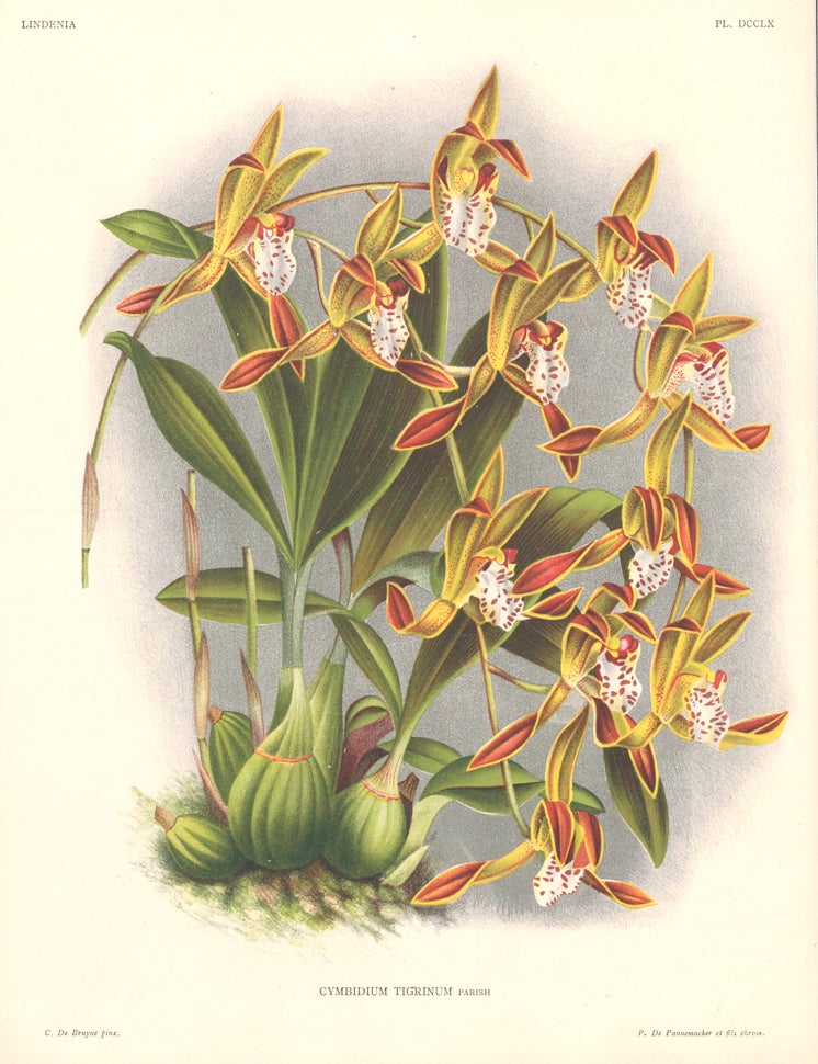 Item nr. 151078 Cymbidium Tigrinum. Lindenia Iconographie des Orchidees. Jean Jules Linden.