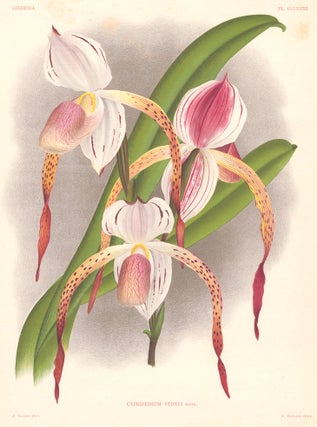 Item nr. 151079 Cypripedium Stonei. Lindenia iconographie des Orchidees. Jean Jules Linden