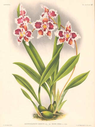 Item nr. 151080 Odontoglossum Crispum. Lindenia Iconographie des Orchidees. Jean Jules Linden
