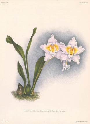 Item nr. 151081 Odontoglossum Crispum. Lindenia iconographie des Orchidees. Jean Jules Linden