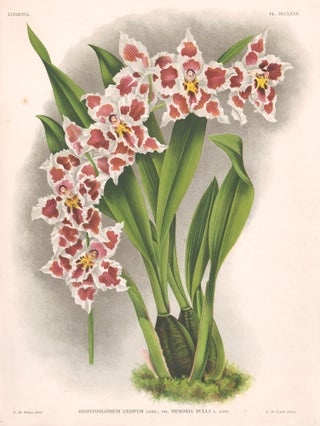 Item nr. 151082 Odontoglossum Crispum. Lindenia Iconographie des Orchidees. Jean Jules Linden