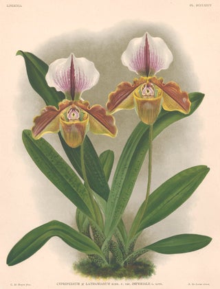Item nr. 151083 Cypripedium. Lindenia iconographie des Orchidees. Jean Jules Linden