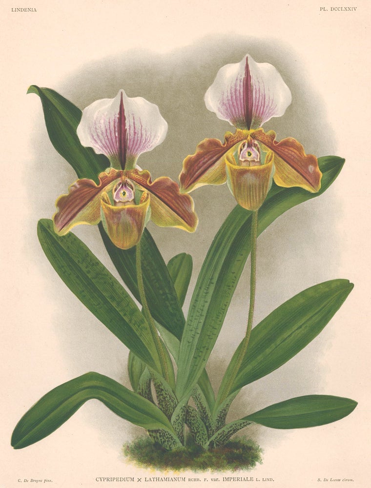 Item nr. 151083 Cypripedium. Lindenia iconographie des Orchidees. Jean Jules Linden.