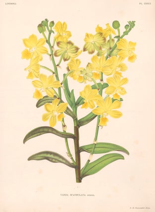 Item nr. 151085 Vanda Spathulata. Lindenia iconographie des Orchidees. Jean Jules Linden