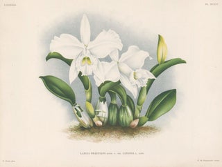 Item nr. 151087 Laelia Praestans. Lindenia iconographie des Orchidees. Jean Jules Linden
