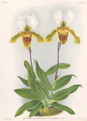 Item nr. 151089 Cypripedium. Lindenia iconographie des Orchidees. Jean Jules Linden